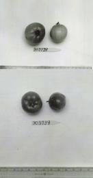Click for 1 image(s) for this accession. FRUIT